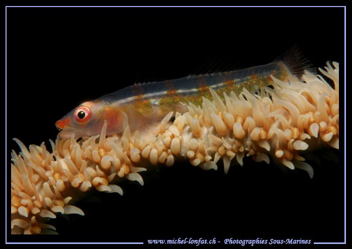 Little symbiotic Goby... :O)... by Michel Lonfat 