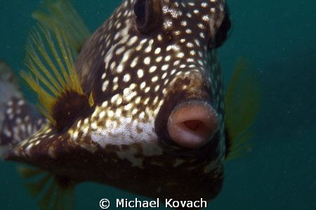 Smooth Trunkfish on the Fish Camp Rocks off the beach in ... by Michael Kovach 