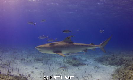 Female Tiger Shark with a Satellite Tag Attached by Matt Heath 