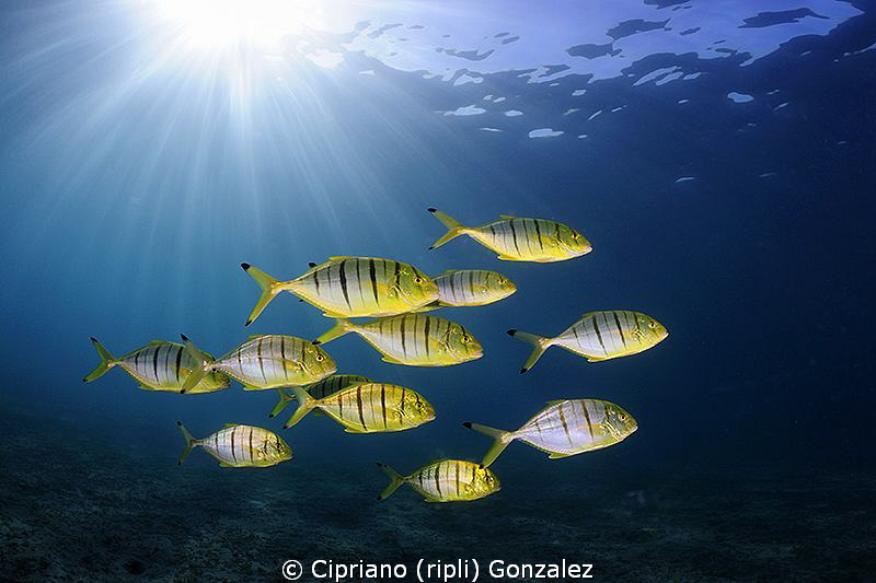 golden hour, yellow friends and blue by Cipriano (ripli) Gonzalez 