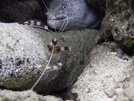 Cleaner shrimp and a large Moray Eel. Olympus C-8080 wide... by Quentin Long 
