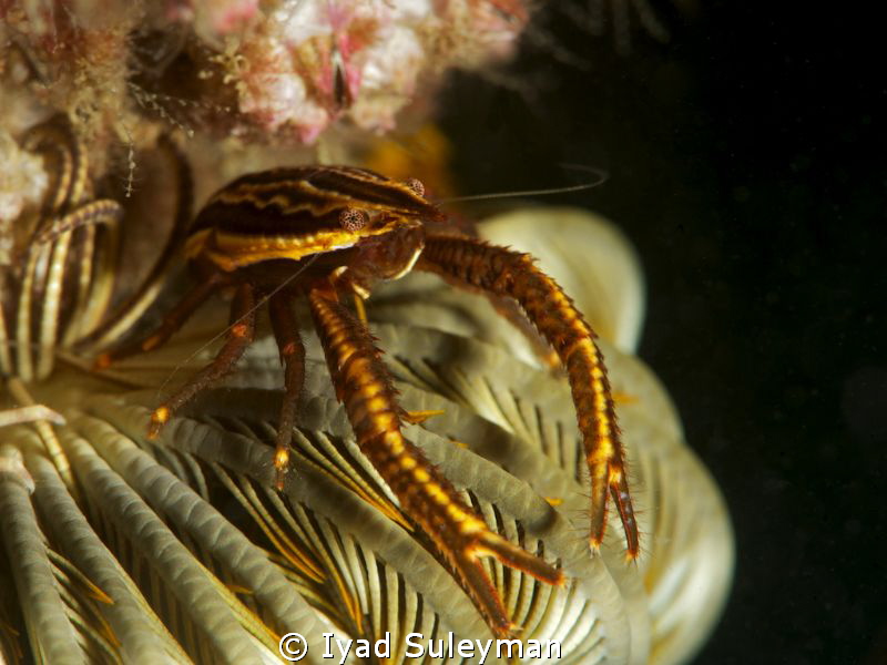Crinoid squat lobster
Nikon D3s, 105 mm macro lens, +5 S... by Iyad Suleyman 