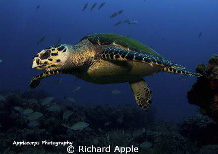 Young Hawksbill Turtle "in flight" after leaving a restin... by Richard Apple 