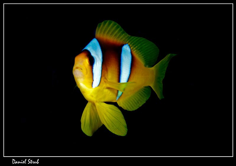 Red sea clown fish :-D by Daniel Strub 