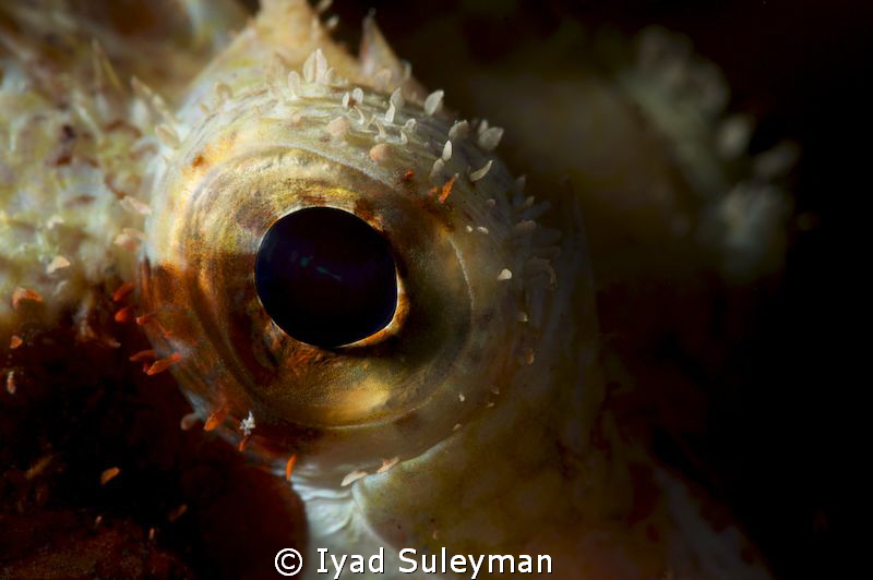 Fish eye close-up
Nikon D3s, Sigma 70mm macro , +10 SubS... by Iyad Suleyman 