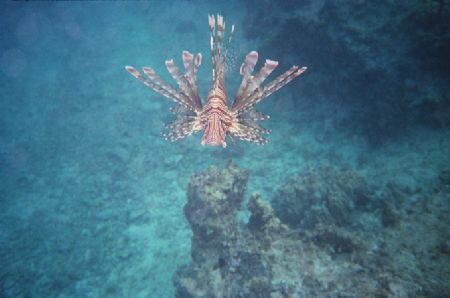 Lionfish, Okinawa Ryukyu Islands Japan
Camera Sea&Sea MX... by Arno Dekker 