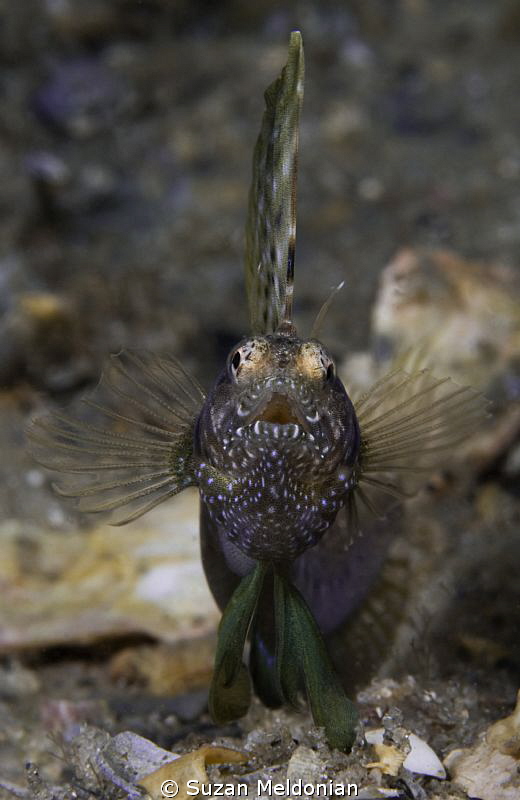Sailfin Blenny Charging the lens in a standoff against hi... by Suzan Meldonian 