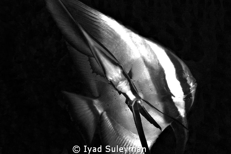 Face & Profile ...
Tallfin Batfishes
 by Iyad Suleyman 