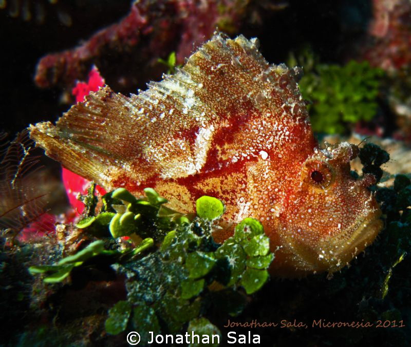 Leafe Scorpionfish by Jonathan Sala 