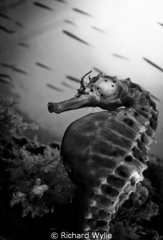 "Pot Bellied Seahorse B&W". taken with a Tokina 10-17mm w... by Richard Wylie 
