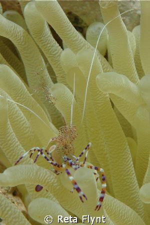 Spotted Cleaner Shrimp by Reta Flynt 