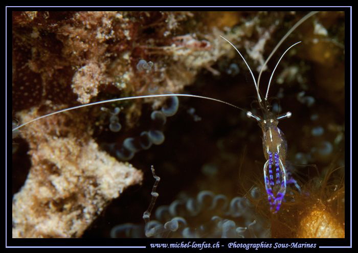Symbiotic Shrimp... :O)... by Michel Lonfat 