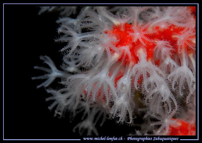 Red Coral in Portofino... :O)... by Michel Lonfat 