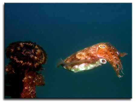 Cuttlefish from Sabang Beach by Libor Spacek 