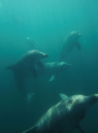 Group of bottlenose dolphins - Fitzgerald bay, South Aust... by Ron Hardman 