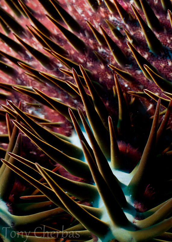 Crown of Thorns: abstract with back-lighting by Tony Cherbas 