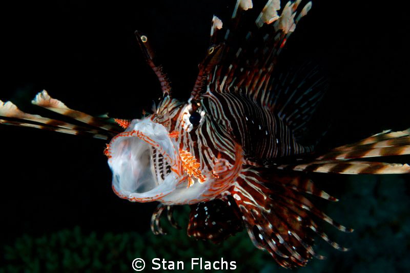 yawning lionfish by Stan Flachs 