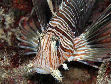 Cook Island Lion Fish. Olympus C-8080 wide zoom / olympus... by Quentin Long 
