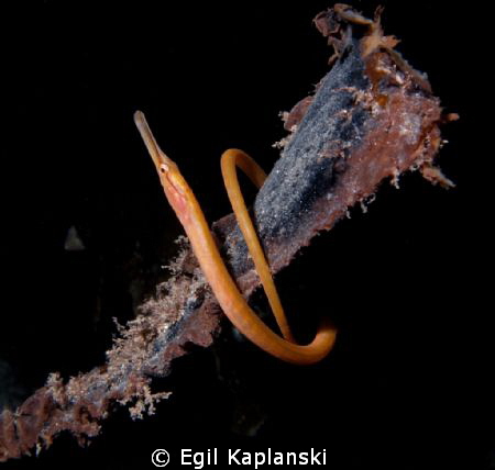 A needle fish that winds around an old kelp stalk

Take... by Egil Kaplanski 