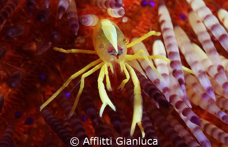 crab..no ..crop.. by Afflitti Gianluca 