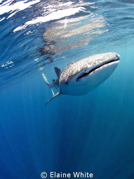 Whaleshark coming through the waters of Djibouti.
Nikon ... by Elaine White 