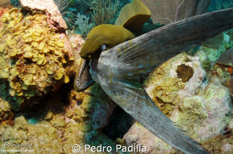 Green Moray eating her lunch.
Wall Dive Guanica Puerto Rico by Pedro Padilla 