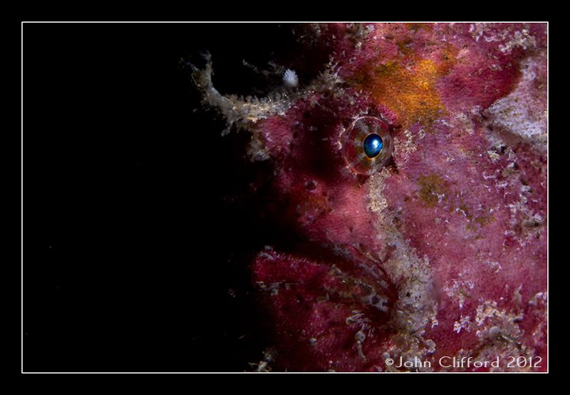 Freckled Frogfish by John Clifford 