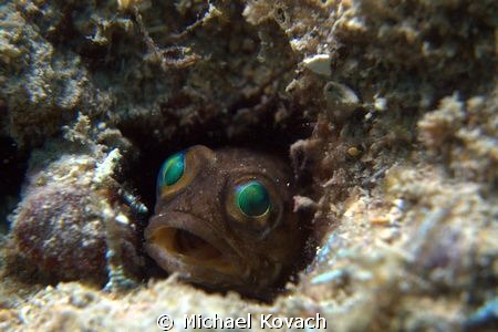 Dusky Jawfish in its burrow at the Fish Camp Rocks off th... by Michael Kovach 