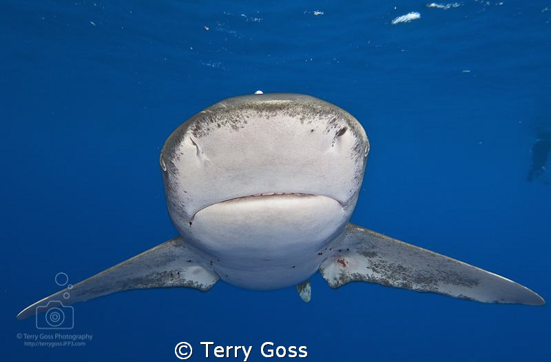 "You Rang, Sir?" - oceanic whitetip (Carcharhinus longima... by Terry Goss 