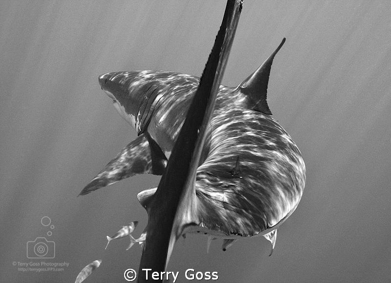 "Talk to the Tail" - a young white shark (Carcharodon car... by Terry Goss 