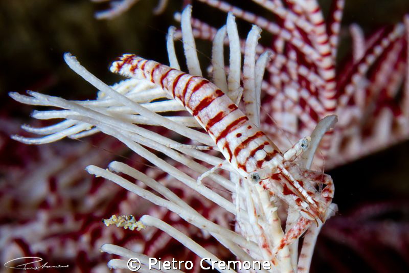 Crinoid Shrimp by Pietro Cremone 