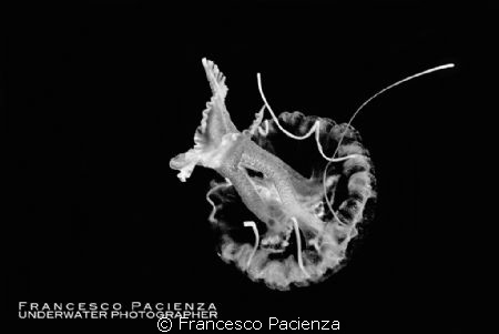 B&W jellyfish by Francesco Pacienza 