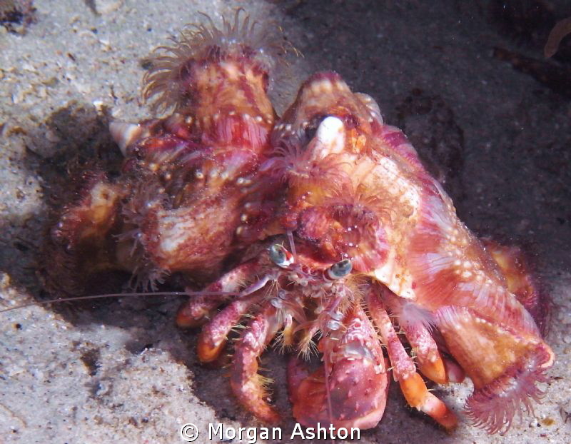 Anemone Hermit Crab. Raja Ampat. They use the anemones as... by Morgan Ashton 