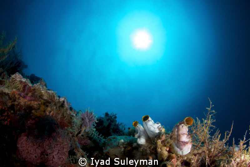 Seascape by Iyad Suleyman 