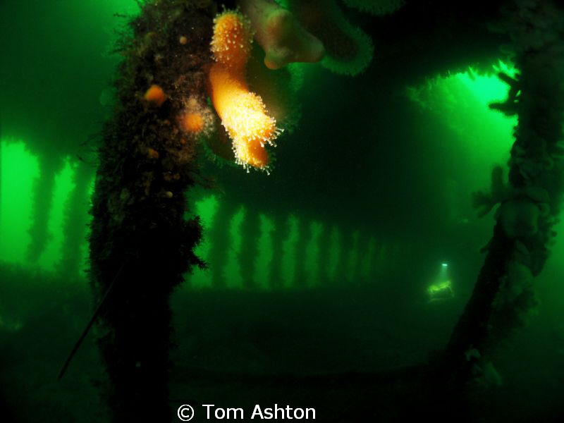 Atmosphere inside the Thesis wreck. Snooted corals and a ... by Tom Ashton 