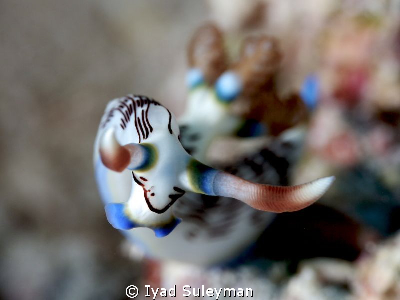 Nudibranch 
Nembrotha lineolata by Iyad Suleyman 