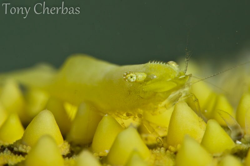 Living Yellow: Yellow Sea Star Shrimp by Tony Cherbas 