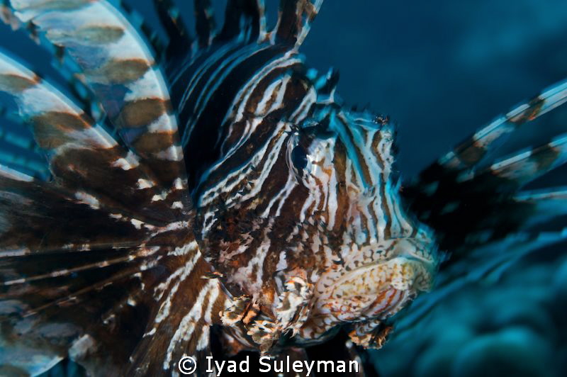 Lionfish
Focus on eye, small clockwise rotaition of came... by Iyad Suleyman 