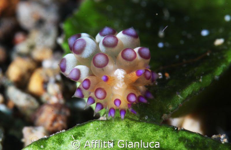 nudibranchia...janolus sp. by Afflitti Gianluca 