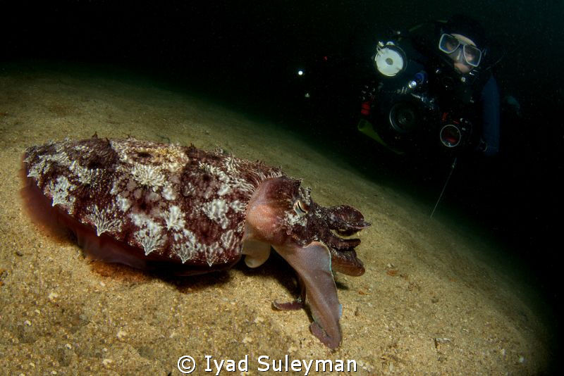 Cuttlefish and diver
Picture was taken with Macro-Widean... by Iyad Suleyman 