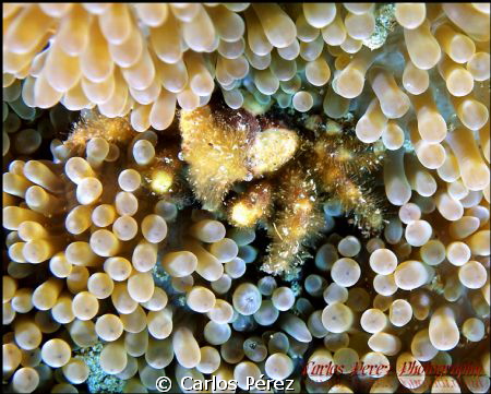 Yellow Anemone Crab...Did you see it?? by Carlos Pérez 