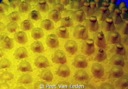 Patterns of a sunburst soft coral by Peet Van Eeden 