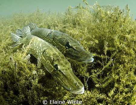 Pair of courting pike in Wraysbury Dive Site. Natural light by Elaine White 