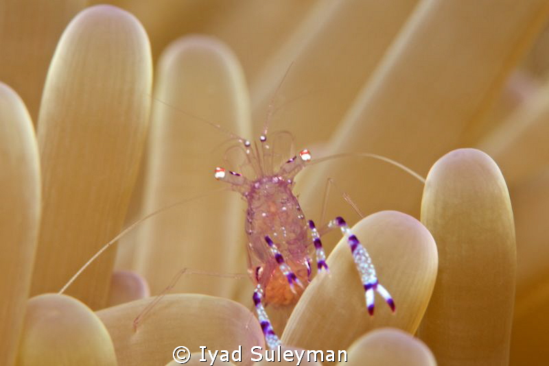 Commensal shrimp by Iyad Suleyman 