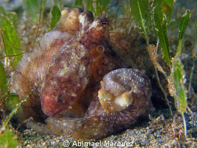 Pair of Tiny Octopus by Abimael Márquez 
