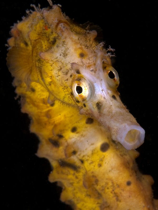 Big-bellied Seahorse, Hippocampus abdominalis. Chowder Ba... by Doug Anderson 