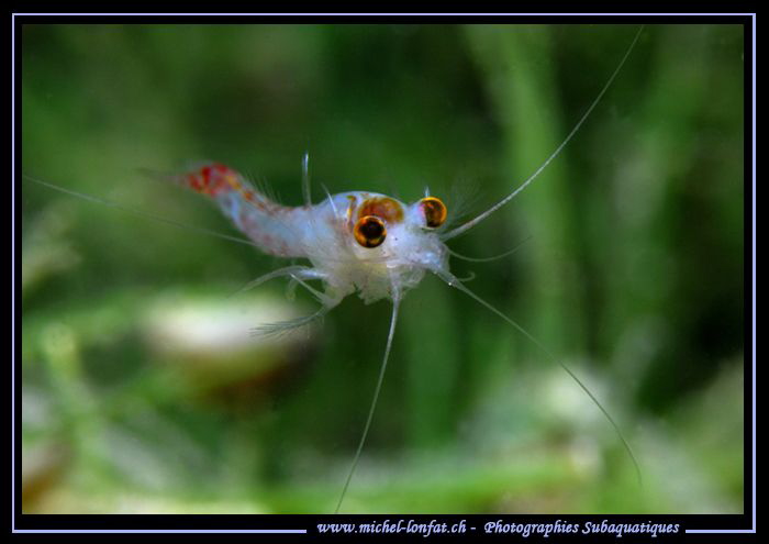 Face to face with this Little Freshwater Shrimp, around 1... by Michel Lonfat 