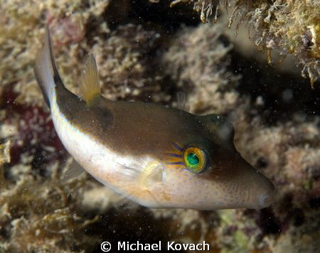 Sharpnose Puffer at the Fish Camp Rocks off the beach in ... by Michael Kovach 