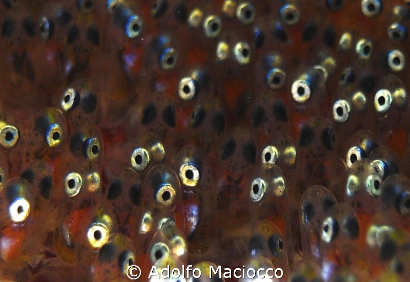 Clownfish ready ready to hatch by Adolfo Maciocco 