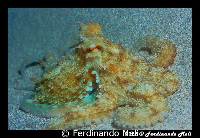 Octopus in HDR vision by Ferdinando Meli 